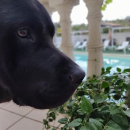 Willa Agriturismo Al Passaggio Di Pirro Miglionico Zewnętrze zdjęcie